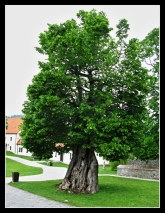 Fotografia: 17. máj 2019 - výlet dôchodcov Červený kameň, Smolenice, Bradlo, Košariská